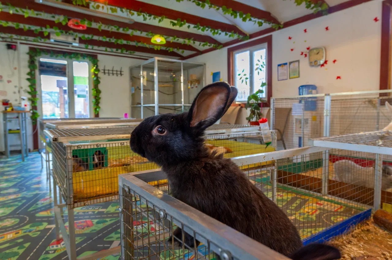 Фото Мини-зоопарк "ZOO-mini" (г. Реутов) - развлечение в Москве | Досугатор